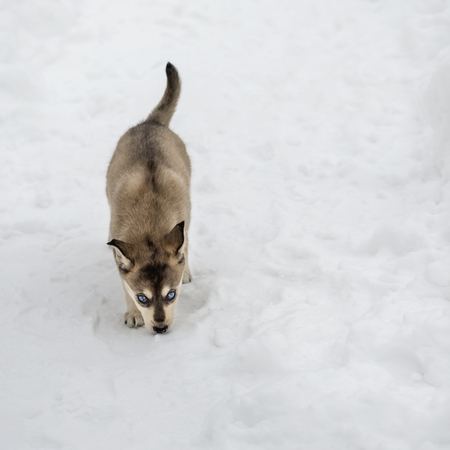 Husky puppy running in the snow in the winter at the parkの写真素材