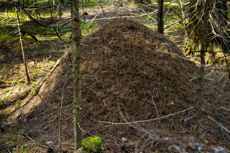 Large anthill in an spring dense coniferous forestの写真素材