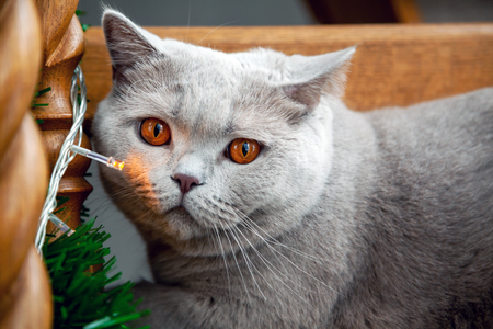 Portrait of purebred British grey cat closeupの写真素材