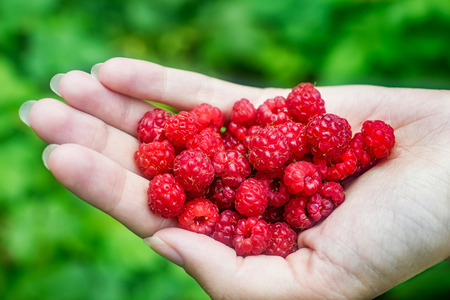 Handful of ripe raspberry filled in female hand on  background of green leavesの写真素材