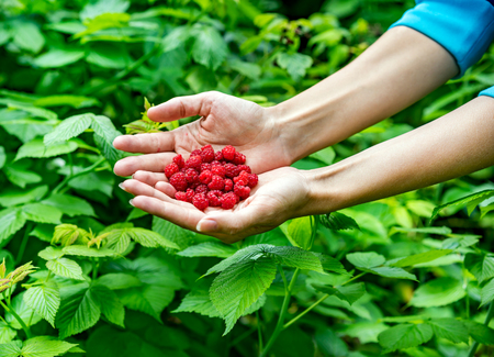 Handful of ripe raspberry filled in female hand on  background of green leavesの写真素材