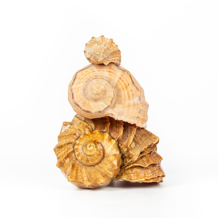 Pyramid of sea shells rapana close-up on white background