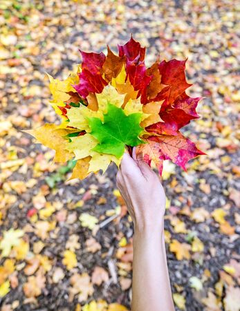 Bouquet of multicolor autumn maple leaves in hand young of woman on background of the fallen leaves on the groundの写真素材