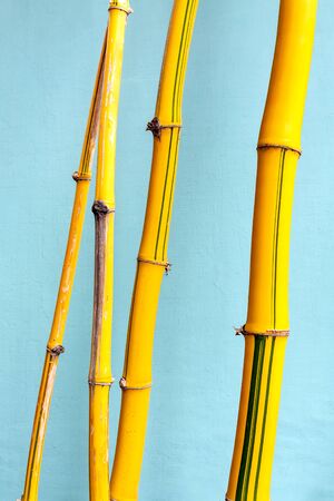 Yellow decorative bamboo trunks on background of turquoise wall close upの写真素材