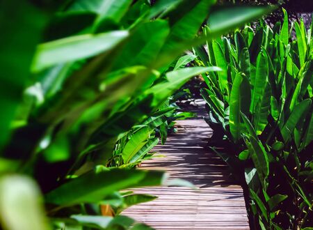 Pedestrian wooden bridge with a thickly growing green background of tropical plantsの写真素材