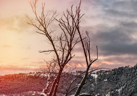 Silhouette of a tree on  beautiful morning landscape of mountains massif on Caucasus of winter resortの写真素材