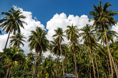 Plantation coconut palms on background blue sky with cloudsの写真素材