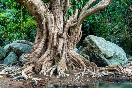 Large tree roots and Largest stones in tropical forest near the riverの写真素材