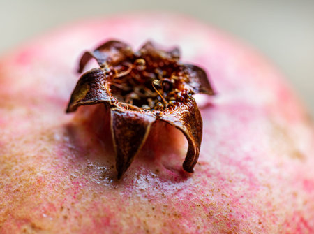 Whole ripe pomegranate closeup.の写真素材