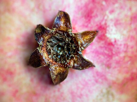 Whole ripe pomegranate closeup.の写真素材