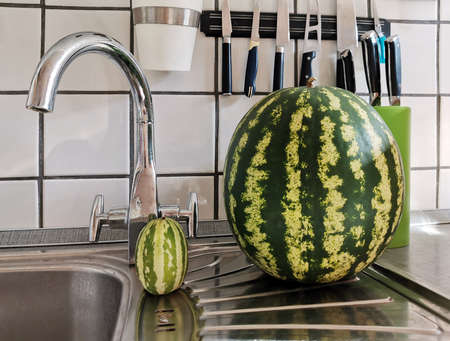 Clean ripe watermelon in comparison with small hybrid of watermelon and melon in the sink in the kitchen closeupの写真素材