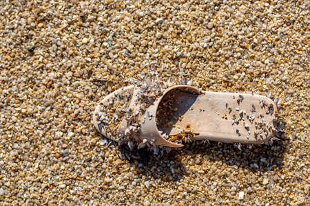 Old beach sandal, washed-up stranded, covered with seashells on golden beach sand closeupの写真素材
