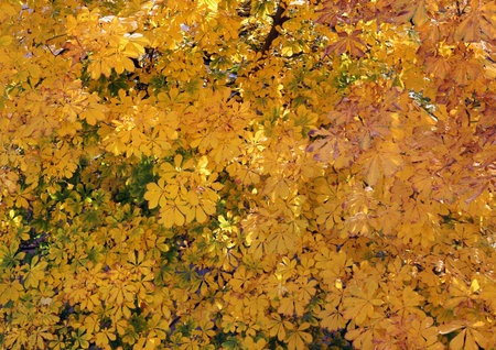 Horse chestnut leaves in autumn day in the city park on backgroundの写真素材