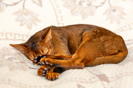 Beautiful portrait of Abyssinian cat closeup, resting and sleeping on the bed at homeの写真素材