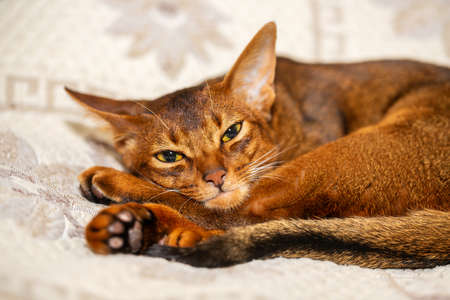 Beautiful portrait of Abyssinian cat closeup, resting and sleeping on the bed at homeの写真素材