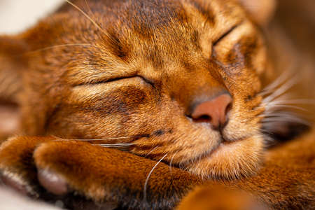 Beautiful portrait of Abyssinian cat closeup, resting and sleeping on the bed at homeの写真素材