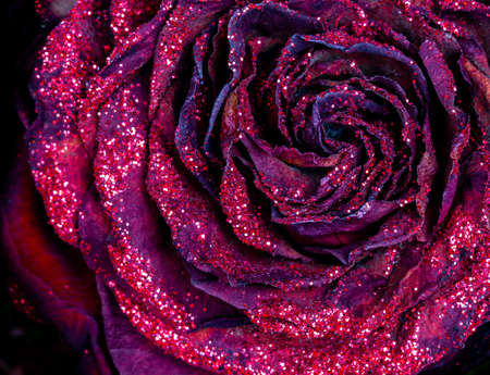 Red rose with sparkling elements closeupの写真素材