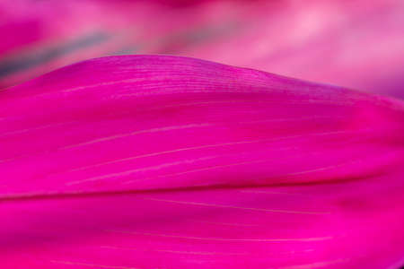 Beautiful pastel colored pink leaf closeupの写真素材
