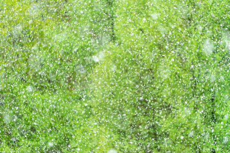 Falling first snow on blurred background of trees with yellow and green leavesの写真素材
