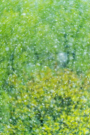 Falling first snow on blurred background of trees with yellow and green leavesの写真素材