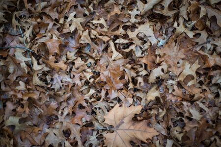 autumn, fall leaves on the groundの写真素材