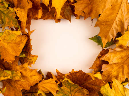 Minimal concept. Dry leaves on a white backdrop with a picture frame.の写真素材