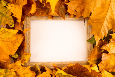 Minimal concept. Dry leaves on a white backdrop with a picture frame.の写真素材
