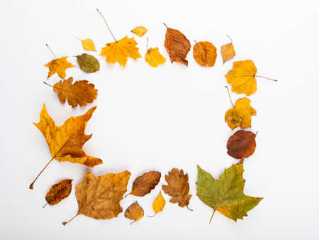 Minimal concept. Dry leaves on a white backdrop with a picture frame.の写真素材