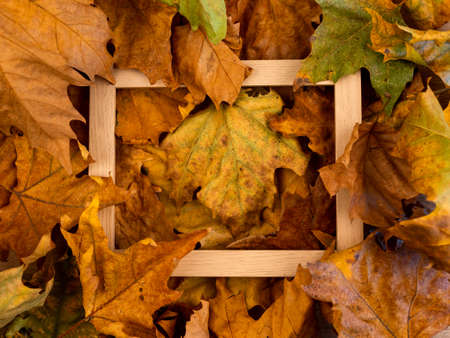 Minimal concept. Dry leaves on a white backdrop with a picture frame.の写真素材