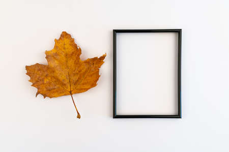 Minimal concept. Dry leaves on a white backdrop with a picture frame.の写真素材