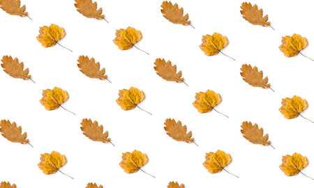 Minimal fall theme flat lay photo of leaf. Seasonal dry leaf on the white backdrop.の写真素材