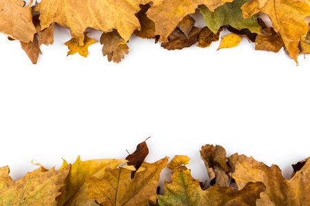 Minimal fall theme flat lay photo of leaves. Seasonal dry leaf on the white backdrop.