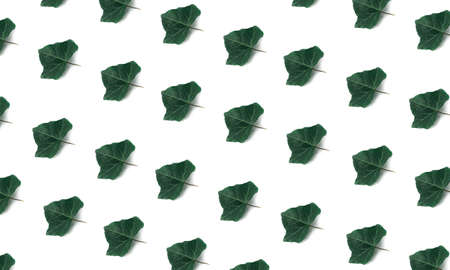 Flat lay concept with multiple leaves copy. Fall theme on white backdrop.の写真素材