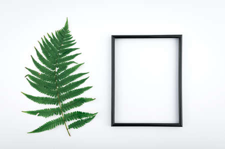 Minimal concept green leaves frame. Flat lay photo of a green leaf. Frame of the leaves.の写真素材