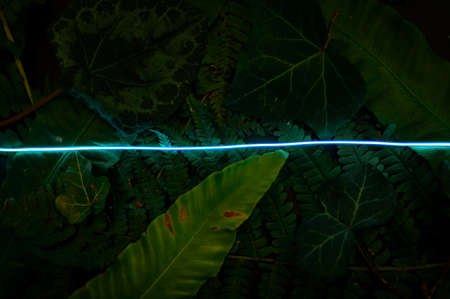 Concept of green leaves and neon blue light. Flat lay photo on the black backdrop.の写真素材