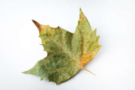 Minimal fall theme flat lay photo of leaf. Seasonal dry leaf on the white backdrop.の写真素材