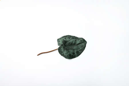 Minimal fall theme flat lay photo of leaves. Seasonal dry leaf on the backdrop.の写真素材