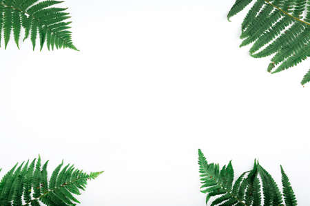 Minimal concept green leaves frame. Flat lay photo of a green leaf. Frame of the leaves.の写真素材