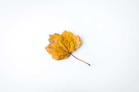 Minimal fall theme flat lay photo of leaf. Seasonal dry leaf on the white backdrop.の写真素材