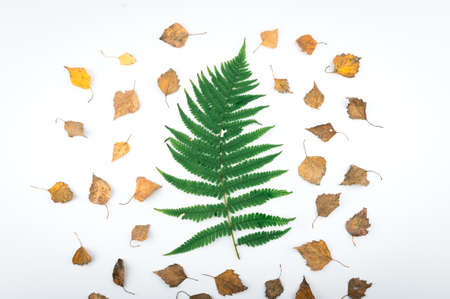 Minimal fall theme flat lay photo of leaves. Seasonal dry leaf on the backdrop.の写真素材