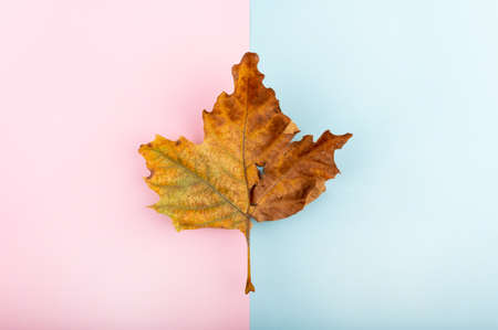 Minimal fall theme flat lay photo of leaves. Seasonal dry leaf on the pink and blue trendy backdrop.の写真素材