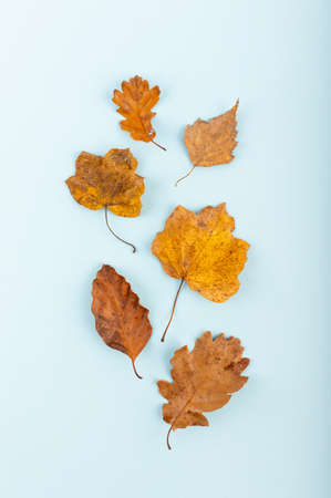 Minimal fall theme flat lay photo of leaves. Seasonal dry leaf on the blue trendy backdrop.の写真素材