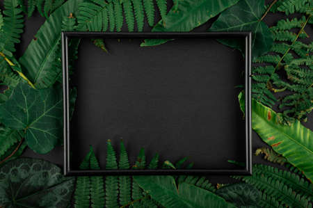Minimal concept green leaves frame. Flat lay photo of a green leaf. Frame of the leaves.の写真素材
