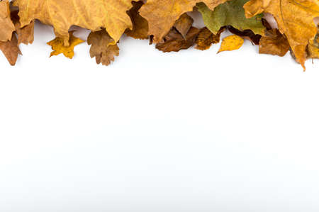 Minimal fall theme flat lay photo of leaves. Seasonal dry leaf on the white backdrop.の写真素材