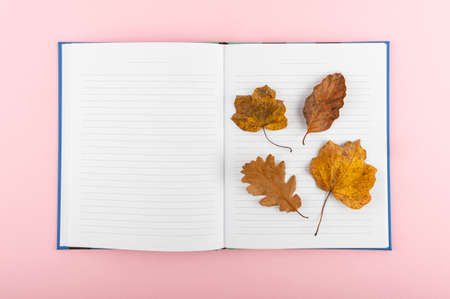 The minimal concept on a pink backdrop. Flat lay photo of notebook and leaves in a fall theme.の写真素材