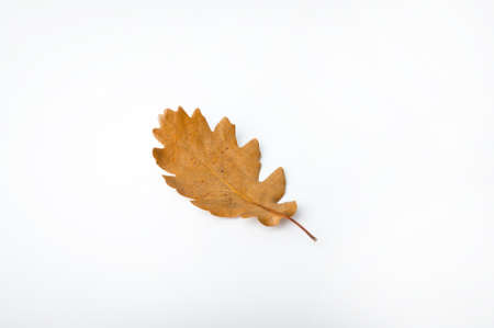 Minimal fall theme flat lay photo of leaf. Seasonal dry leaf on the white backdrop.の写真素材