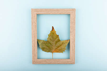Minimal flat lay concept. Dry leaves on trendy blue backdrop with a picture frame.の写真素材