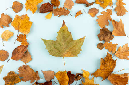 Minimal fall theme flat lay photo of leaves. Seasonal dry leaf on the blue trendy backdrop.の写真素材