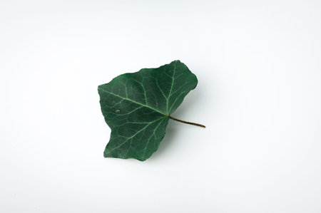 Minimal fall theme flat lay photo of leaves. Seasonal dry leaf on the backdrop.