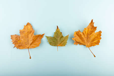 Minimal fall theme flat lay photo of leaves. Seasonal dry leaf on the blue trendy backdrop.の写真素材